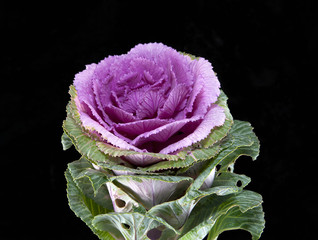 Ornamental cabbage