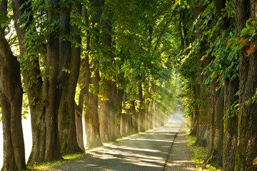 Viale Alberato al Mattino di Primavera