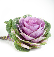Obraz premium Ornamental cabbage