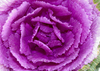 Ornamental cabbage