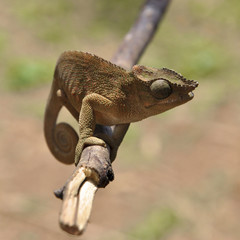 Cameleon © A_n_d_i_K
