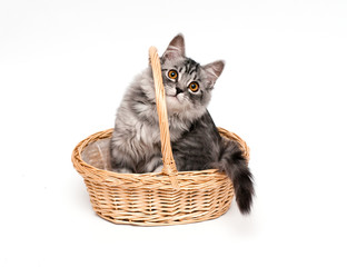 Fototapeta na wymiar Funny kitten w koszyku