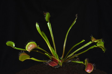 tropical carnivorous plant species dionaea with insect entrapped - 38342883