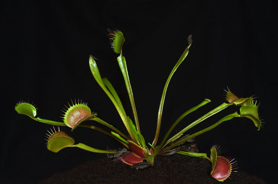 tropical carnivorous plant species dionaea with insect entrapped