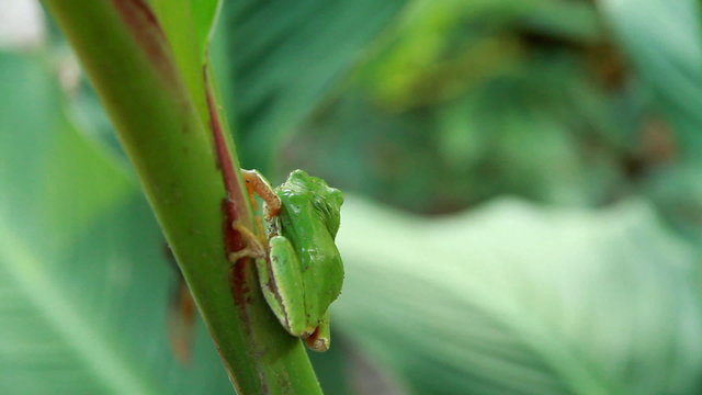 Frog on green sheet
