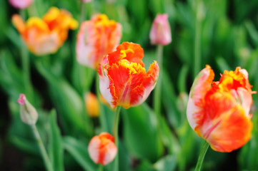 Obraz premium Close-up of beautiful red tulips