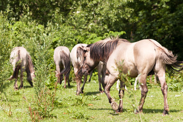 Pferdeherde auf gr&uuml;ner Wiese