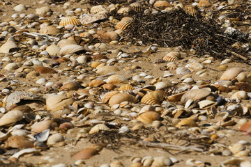 Sea shells on the beach