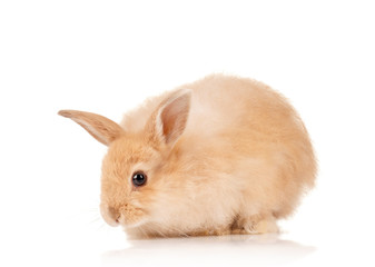 Cute rabbit