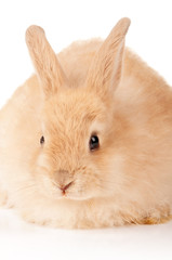 Cute rabbit