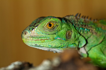 iguana head