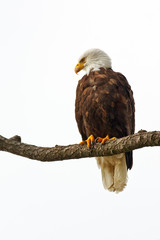 Perched Bald Eagle