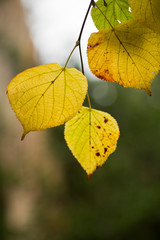 beautiful leaves on a tree