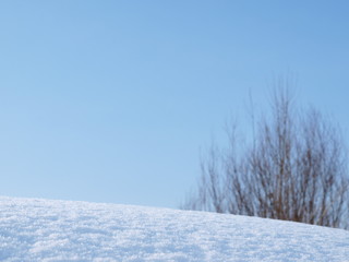 丘にある枯れた樹木