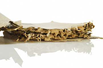 Termite-damaged Book