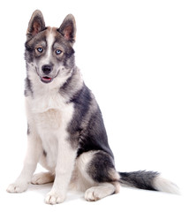 chiot husky assis sur fond blanc