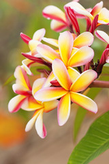 Beautiful plumeria flower in the tropical garden