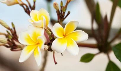 Zelfklevend Fotobehang Beautiful plumeria flower in the tropical garden © nujalee