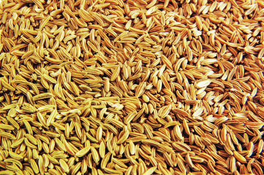 caraway