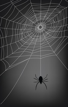 spider web