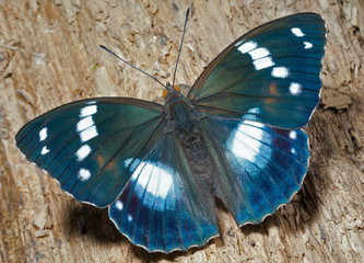 Butterfly (Apatura schrencki) 27