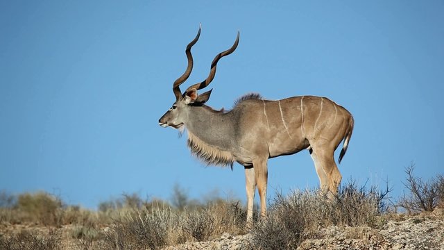 Big male kudu antelope, Kalahari, South Africa