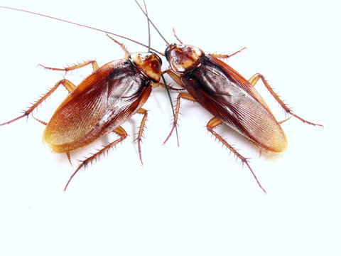 Dos cucarachas en fondo blanco.