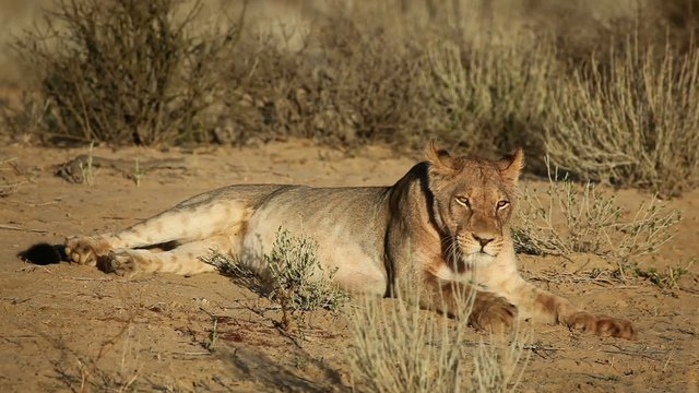 Lioness yawning and relaxing, Kalahari, South Africa