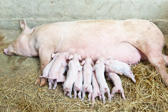 Momma pig feeding baby pigs