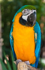 Blue and Yellow Macaw