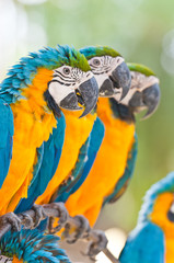 Line up yellow blue macaws