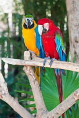 A couple of beautiful macaws