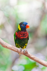 colorful parrot
