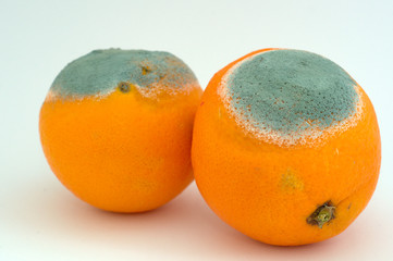 Two moldy oranges