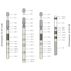 Web Art Design CHROMOSOM 21 22 X Y CHROMOSOMES médecine 10