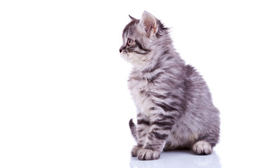 silver tabby baby cat looking at something