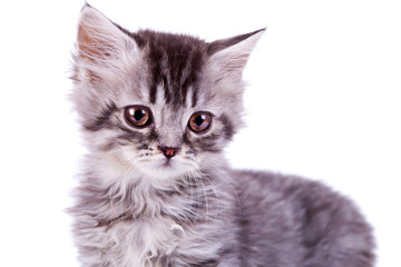 cute baby silver tabby cat