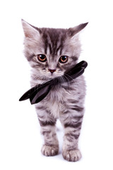 Obraz premium cat wearing a black neck bow