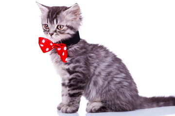 cat wearing red neck bow