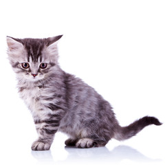 cute silver tabby baby cat