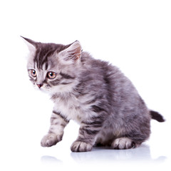 Obraz premium getting ready for a walk