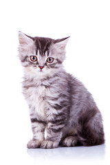 Fototapeta na wymiar cute baby srebrny pręgowany kot
