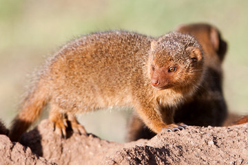 Dwarf mongoose in the Serengeti National Park, Tanzania