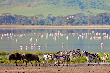 Zebras and wildebeests in the Ngorongoro Crater, Tanzania - obrazy, fototapety, plakaty