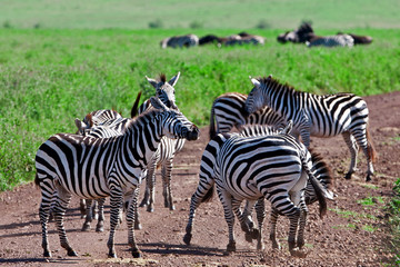 Obraz na płótnie Canvas Zebras in the Ngorongoro Crater, Tanzania