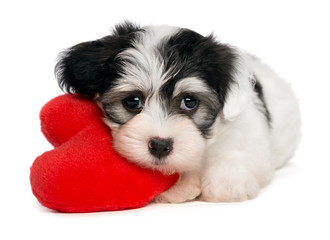 Lover Valentine Havanese puppy with a red heart