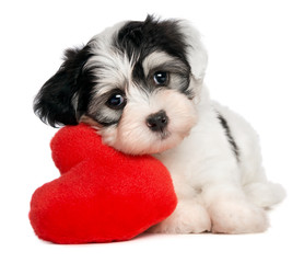 Lover Valentine Havanese puppy with a red heart - obrazy, fototapety, plakaty