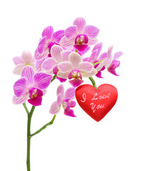Valentine on a branch of an orchid on a white background