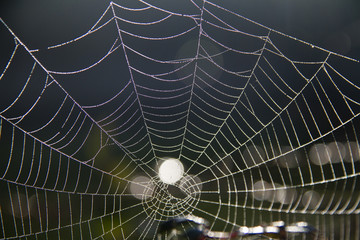 spider web on the morning