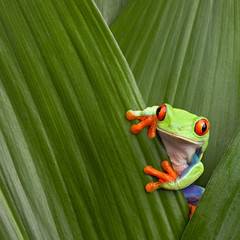 Obraz premium red eyed tree frog